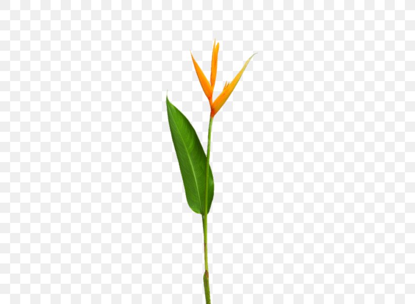 Heliconia Psittacorum Flower Plant Stem Yellow, PNG, 450x600px, Heliconia Psittacorum, Bird Of Paradise, Botany, False Bird Of Paradise, Flower Download Free