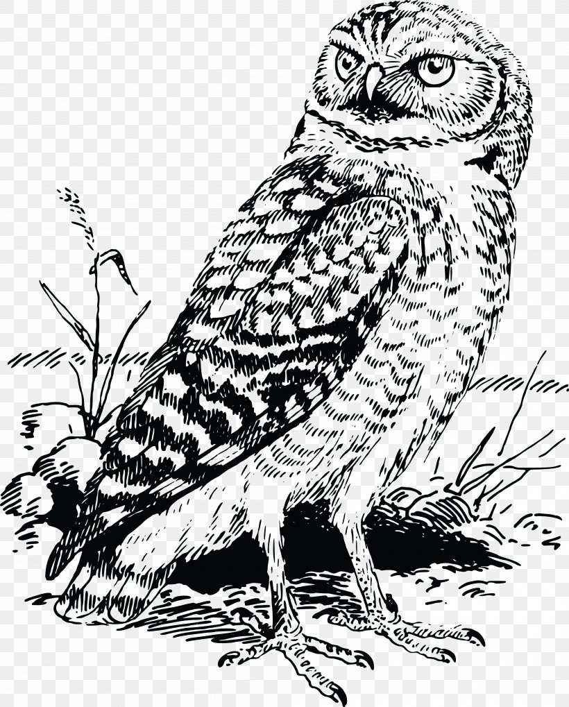 Tawny Owl Bald Eagle Great Horned Owl Clip Art, PNG, 4000x4971px, Owl, Art, Bald Eagle, Beak, Bird Download Free