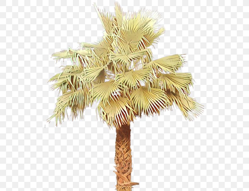Asian Palmyra Palm Date Palm Palm Trees Coconut Borassus, PNG, 527x630px, Asian Palmyra Palm, Arecales, Borassus, Borassus Flabellifer, Branch Download Free