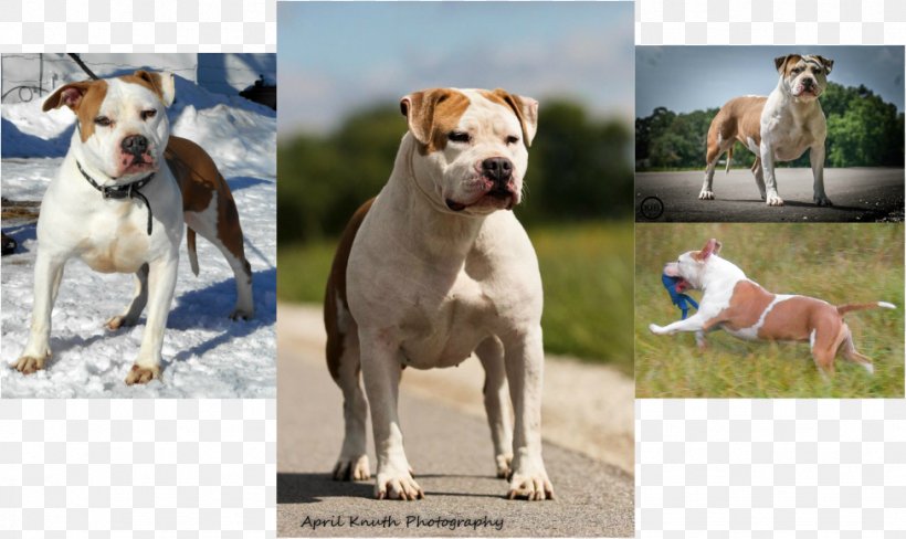 Dog Breed American Staffordshire Terrier American Pit Bull Terrier American Bulldog, PNG, 976x581px, Dog Breed, American Bulldog, American Pit Bull Terrier, American Staffordshire Terrier, Breed Download Free