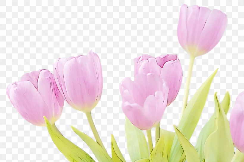 Flower Petal Tulip Plant Pink, PNG, 1920x1280px, Spring Flower, Crocus, Cut Flowers, Flower, Flowers Download Free