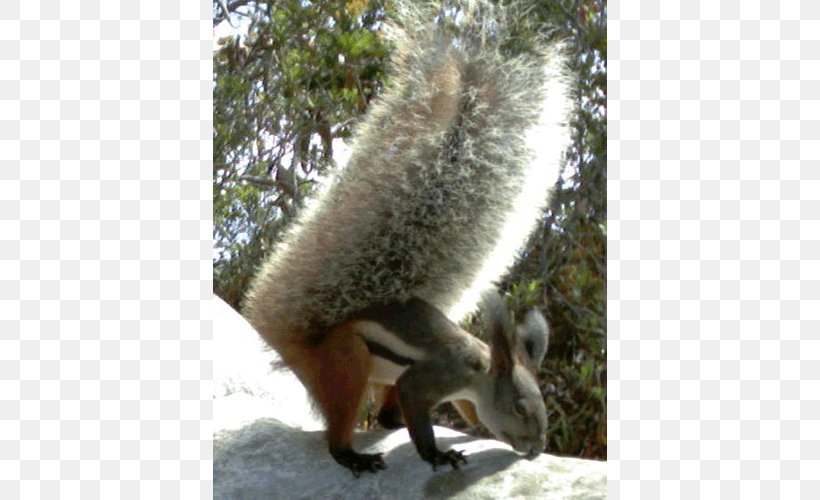 Fox Squirrel Tufted Ground Squirrel Sciurini Oriental Giant Squirrel, PNG, 500x500px, Squirrel, Animal, Fauna, Fox Squirrel, Fur Download Free