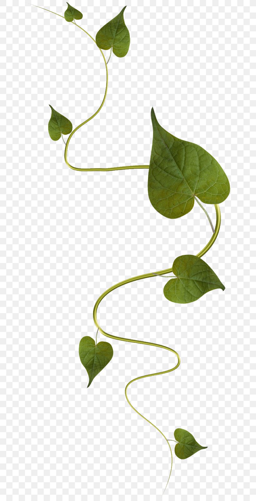 Image Plants Vine Leaf, PNG, 668x1600px, Plants, Anthurium, Blog, Botany, Designer Download Free
