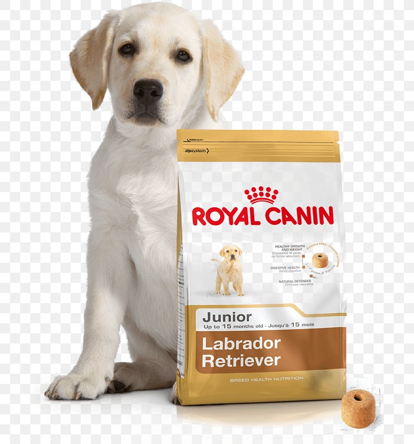 Labrador Retriever Puppy Maltese Dog Dog Food German Shepherd, PNG, 708x879px, Labrador Retriever, Carnivoran, Cat, Cat Food, Companion Dog Download Free