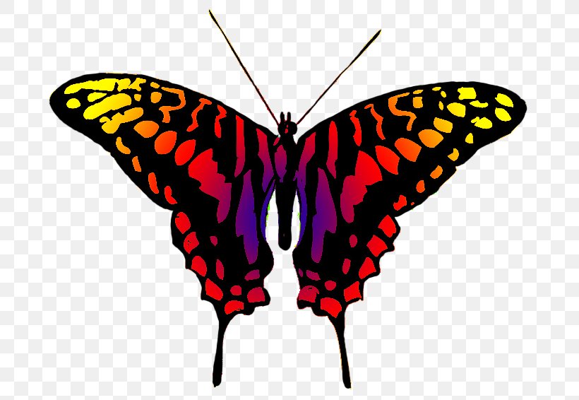 Monarch Butterfly Clip Art, PNG, 709x566px, Butterfly, Arthropod, Brush Footed Butterfly, Butterflies And Moths, Caterpillar Download Free