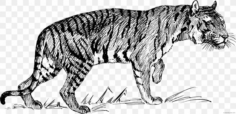 Cat Felidae White Tiger Drawing, PNG, 2476x1202px, Cat, Animal Figure, Art, Artwork, Bengal Tiger Download Free