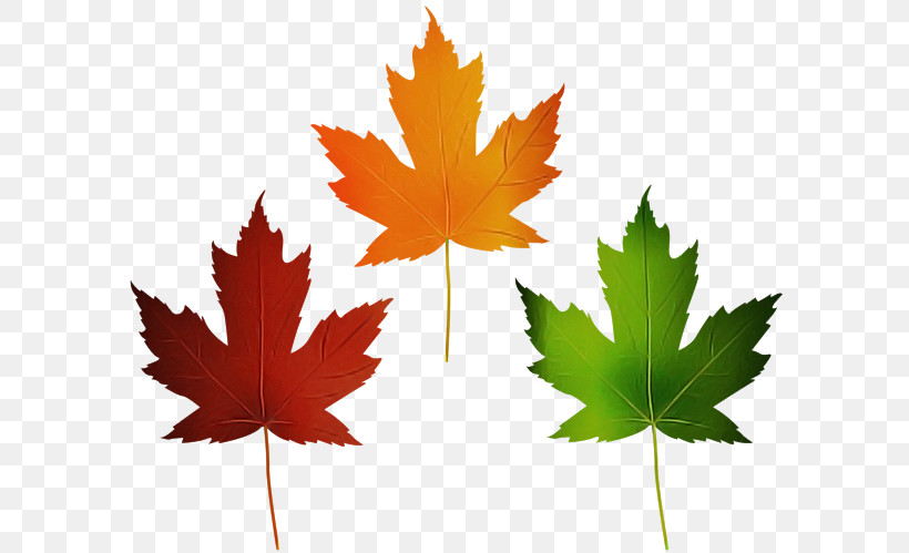 Leaf Maple Leaf / M Maple Meter Tree, PNG, 600x499px, Leaf, Biology, Maple, Maple Leaf M, Meter Download Free