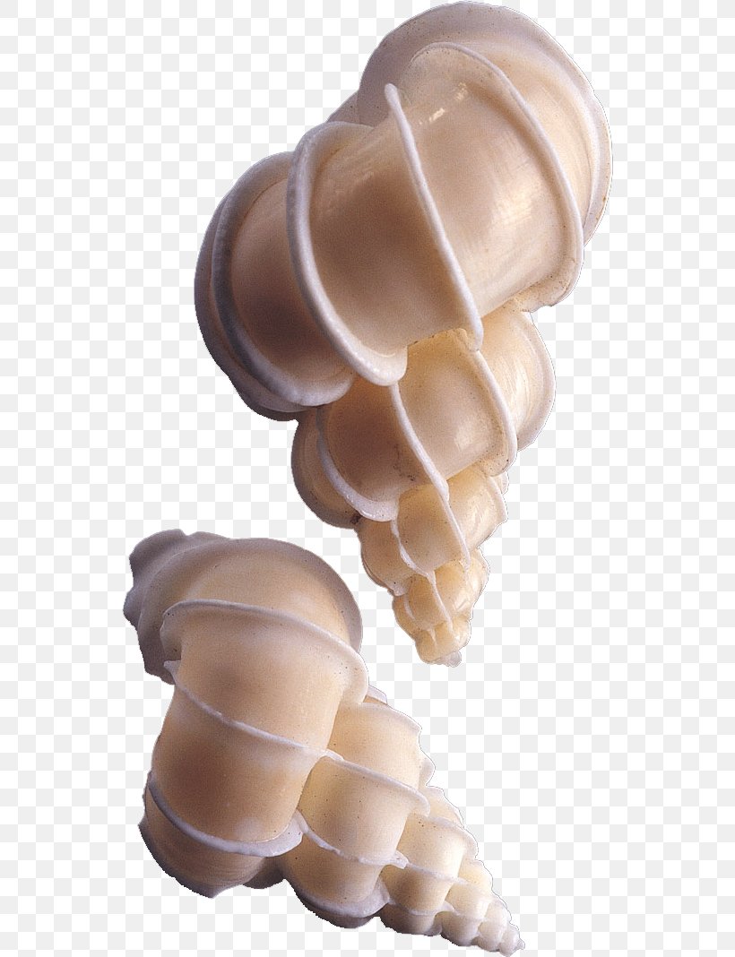 Seashell Sea Snail, PNG, 548x1068px, Seashell, Caracol, Conch, Element, Ice Cream Cone Download Free