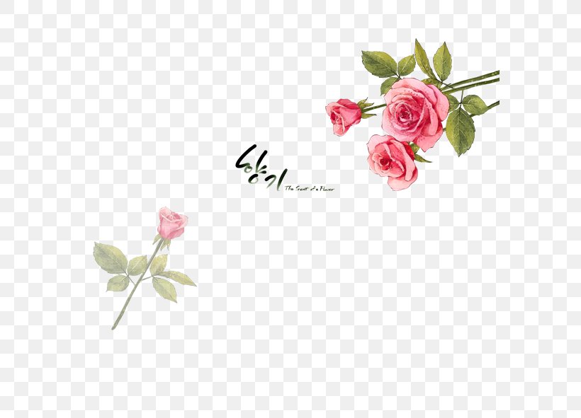 Beach Rose Flower Petal Illustration, PNG, 591x591px, Beach Rose, Bud, Floral Design, Floristry, Flower Download Free