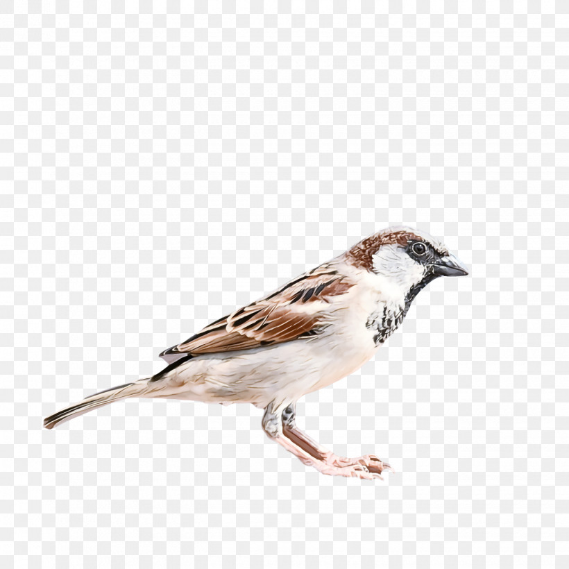Bird, PNG, 1440x1440px, Bird, Beak, Brambling, Finch, House Sparrow Download Free