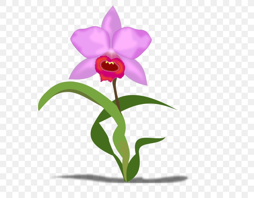 Cattleya Orchids Flower Petal Clip Art, PNG, 640x640px, Cattleya Orchids, Cattleya, Description, Flora, Floral Emblem Download Free