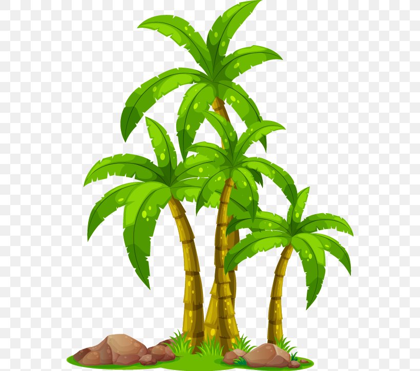 Coconut Arecaceae Tree Clip Art, PNG, 560x724px, Coconut, Animation, Aquarium Decor, Arecaceae, Arecales Download Free