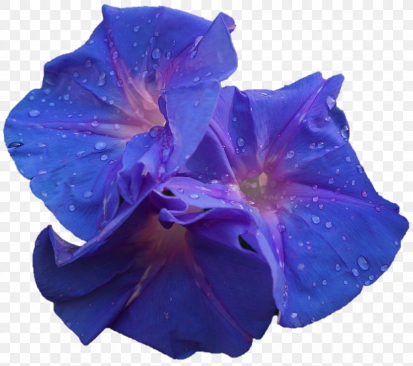 Cut Flowers Petal Morning Glory, PNG, 1030x912px, Cut Flowers, Blue, Cobalt Blue, Flower, Morning Glory Download Free