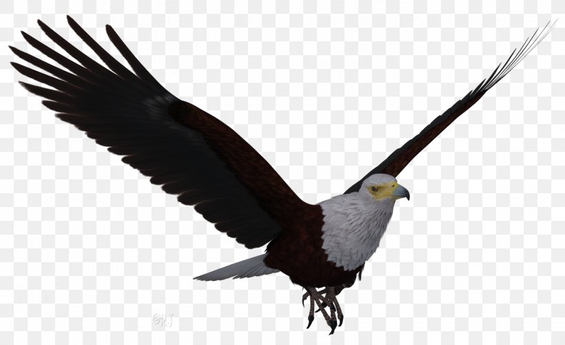 Eagle Cartoon, PNG, 1464x893px, Bald Eagle, Accipitridae, Accipitriformes, Beak, Bird Download Free