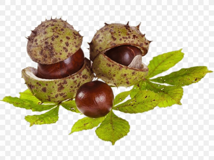 European Horse-chestnut Sweet Chestnut Ohio Buckeye, PNG, 1200x900px, European Horsechestnut, Acorn, Buckeyes, Chestnut, Chinese Chestnut Download Free