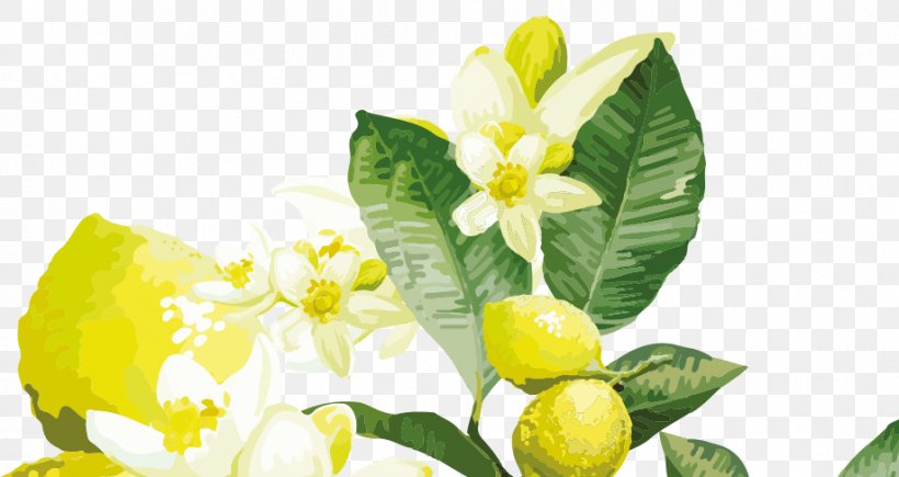 Lemon Yellow Flower Citrus, PNG, 918x487px, Lemon, Citrus, Flower, Flowering Plant, Food Download Free