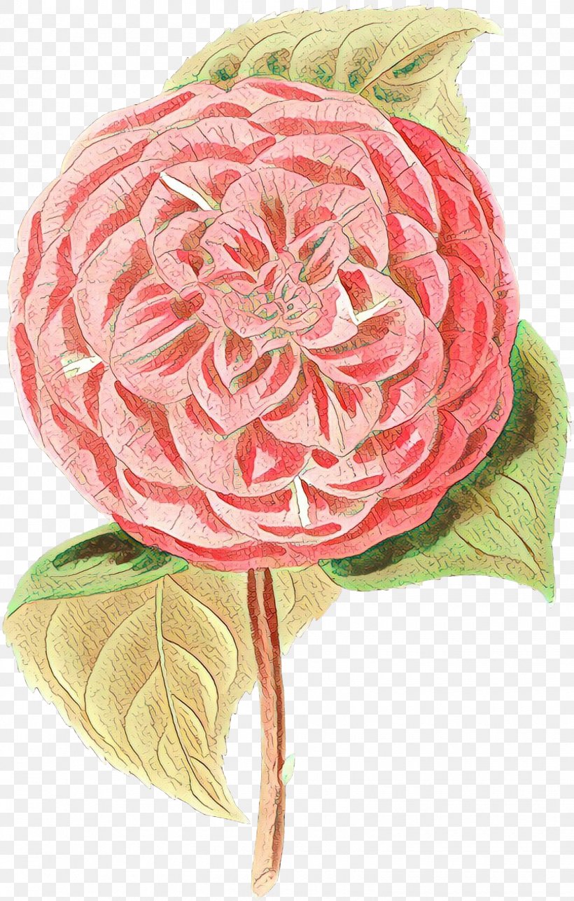 Pink Flower Cartoon, PNG, 1530x2400px, Cartoon, Anthurium, Artificial Flower, Bouquet, Cabbage Rose Download Free