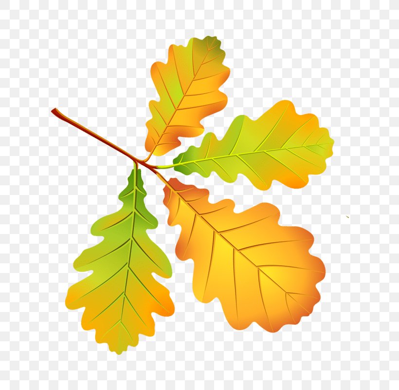 Autumn Leaf Color Autumn Leaves, PNG, 800x800px, Leaf, Autumn, Autumn Leaf Color, Autumn Leaves, Branch Download Free