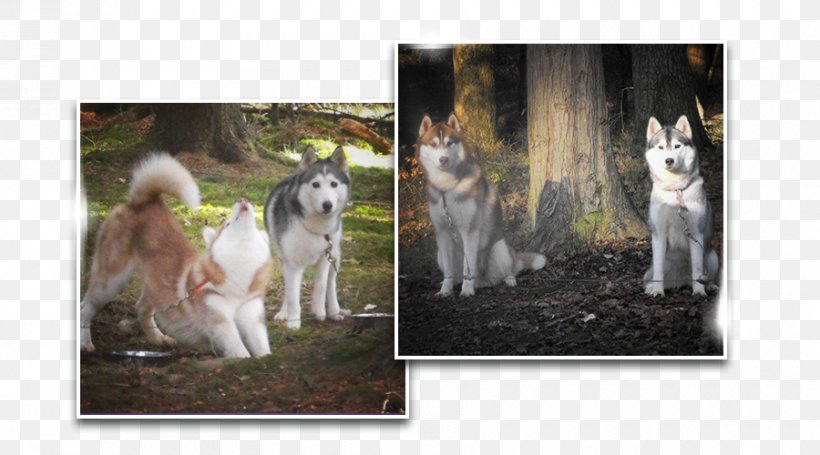 Dog Breed Photomontage Picture Frames, PNG, 900x500px, Dog Breed, Breed, Carnivoran, Dog, Dog Like Mammal Download Free