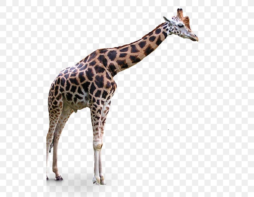 Clip Art Transparency Northern Giraffe Image, PNG, 520x636px, Northern Giraffe, Animal, Fauna, Giraffe, Giraffidae Download Free