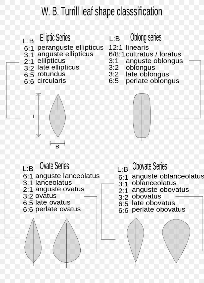 Woodstock Botany Leaf Shape Wikipedia, PNG, 1010x1400px, Woodstock, Area, Author, Black And White, Botany Download Free