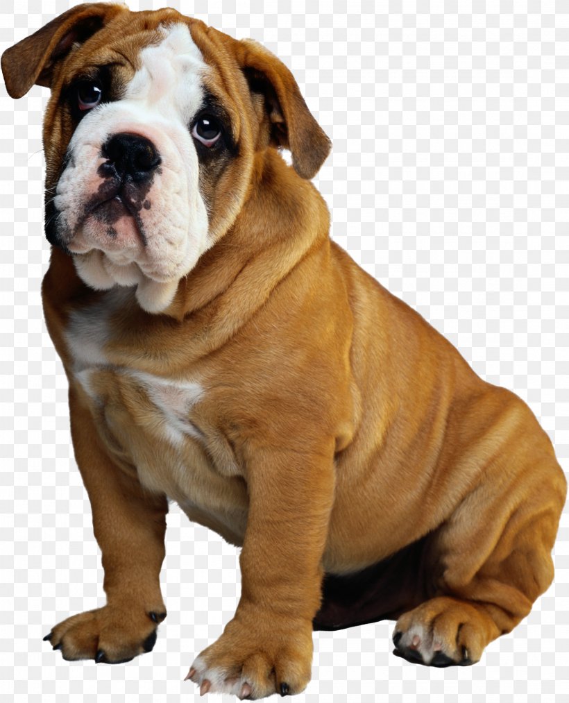 Bulldog Puppy Window Roof Siding, PNG, 2197x2715px, Bulldog, American Bulldog, Architectural Engineering, Australian Bulldog, British Bulldogs Download Free