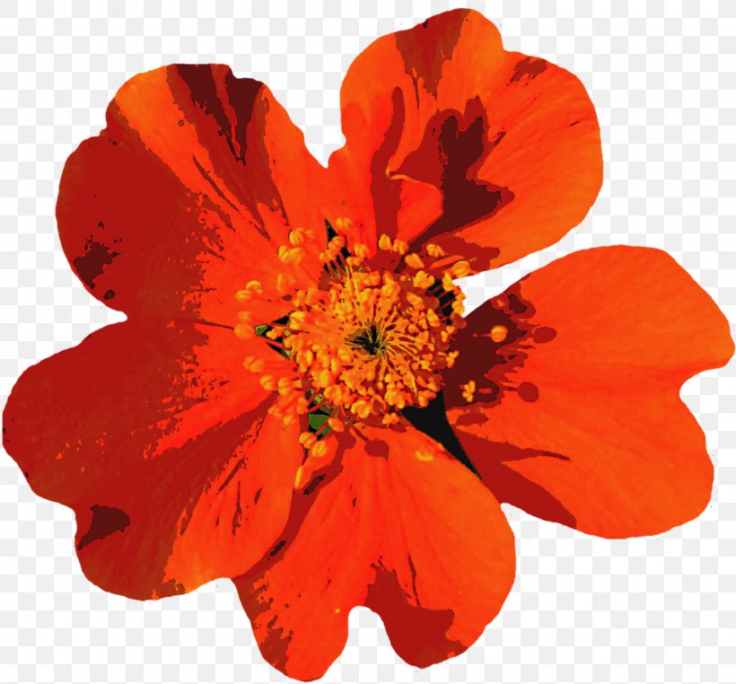 Flower Petal, PNG, 1280x1191px, Flower, Cut Flowers, Ete, Flowering Plant, Image File Formats Download Free