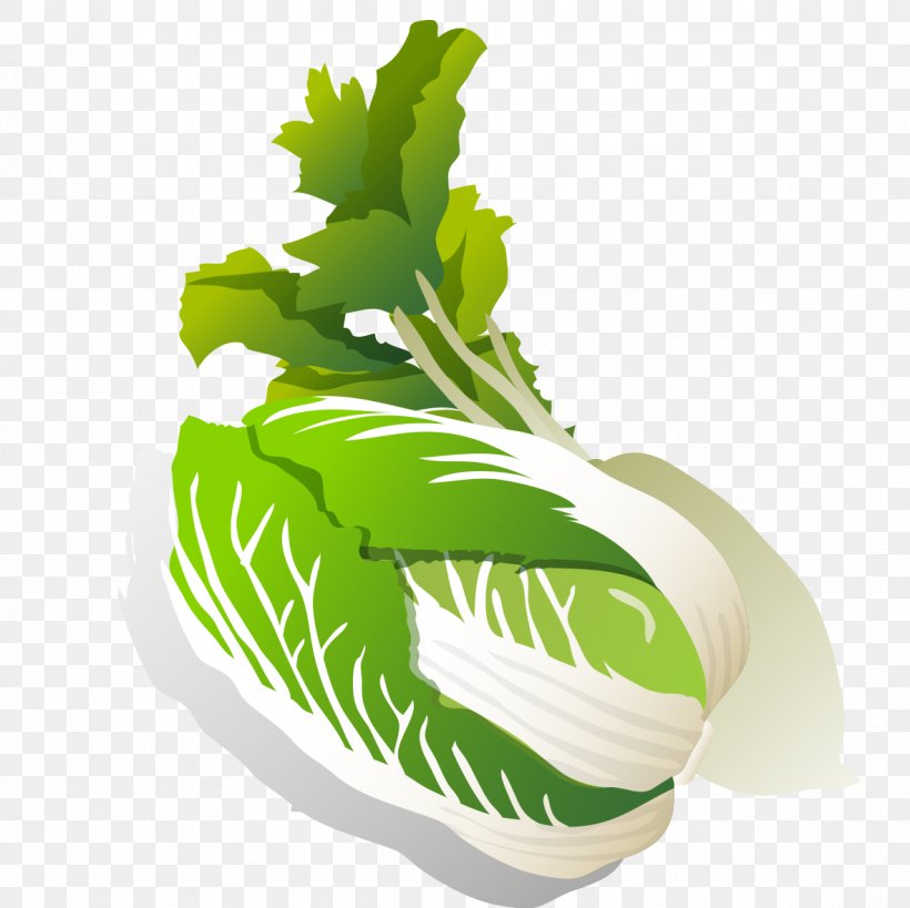 Leaf Vegetable Daikon Turnip Napa Cabbage Chinese Cabbage, PNG, 1181x1181px, Leaf Vegetable, Cabbage, Chinese Cabbage, Daikon, Food Download Free
