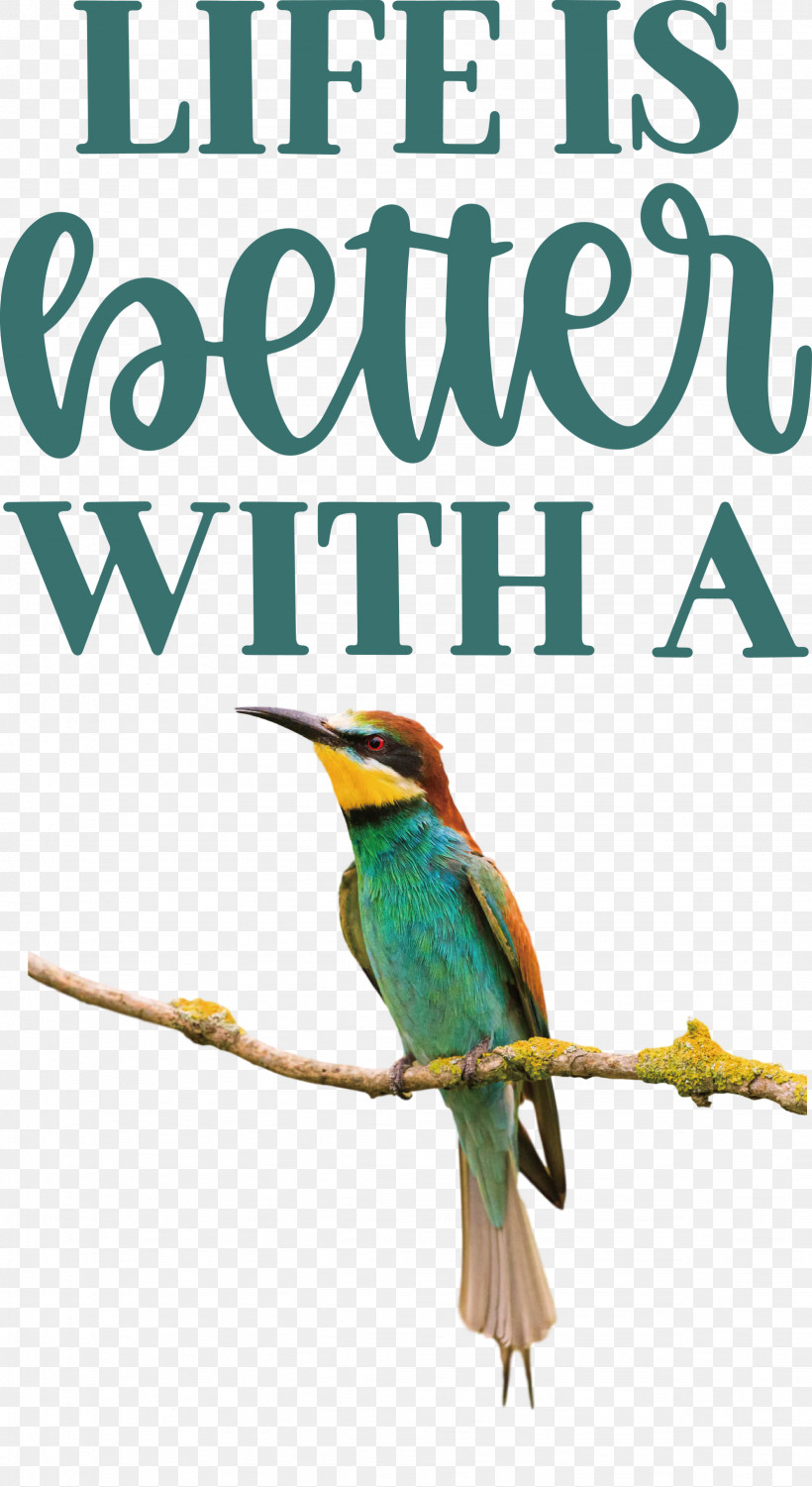 Life Better, PNG, 1638x3000px, Life, Altavista, Beak, Better, Coraciiformes Download Free