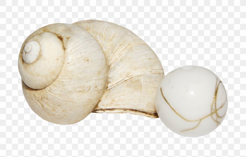 Pearl Conch Seashell, PNG, 2500x1600px, Pearl, Concepteur, Conch, Designer, Gratis Download Free