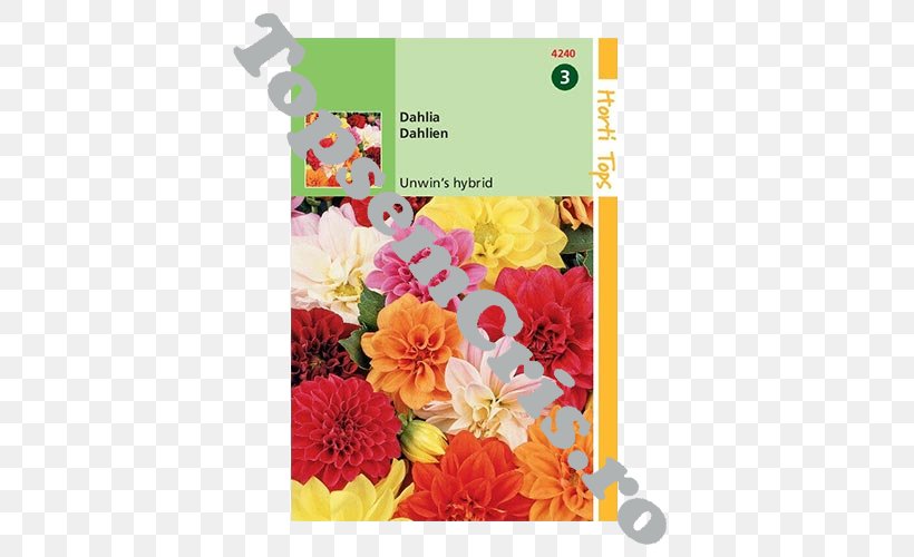 Dahlia Floral Design Unwins Seeds Cut Flowers, PNG, 500x500px, Dahlia, Cut Flowers, Flora, Floral Design, Floristry Download Free