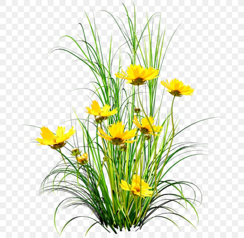 Dandelion Flower Clip Art, PNG, 684x800px, Dandelion, Cut Flowers, Daisy, Daisy Family, Flora Download Free