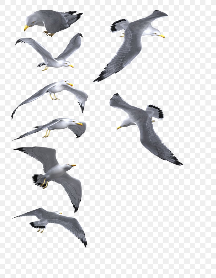 Gulls Bird Clip Art, PNG, 758x1054px, Gulls, Animal Migration, Animation, Beak, Bird Download Free