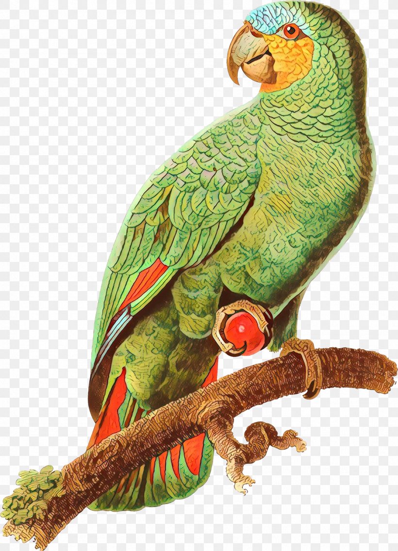 Macaw Parakeet Beak Feather Fauna, PNG, 1714x2376px, Macaw, Beak, Bird, Bird Supply, Bird Toy Download Free