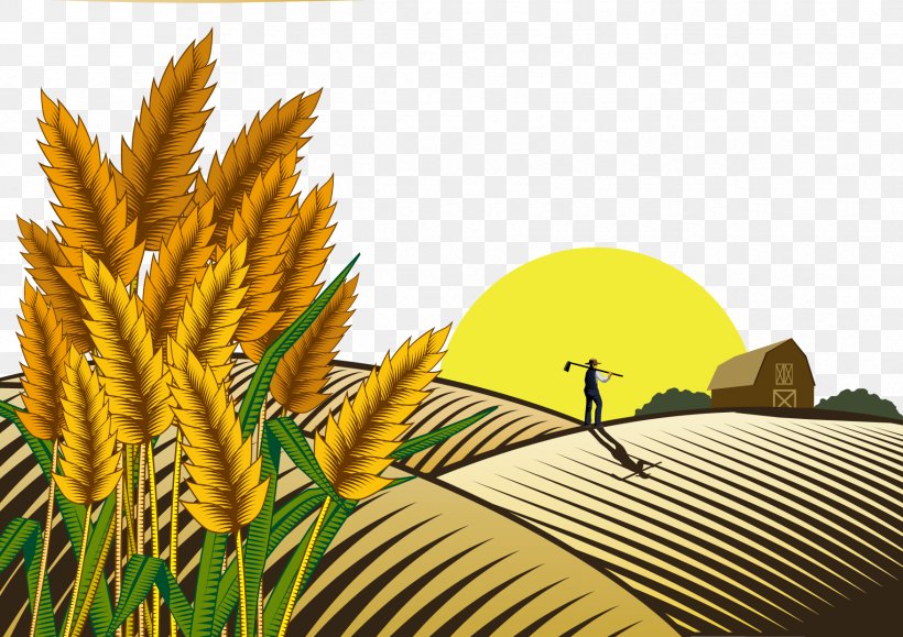Paddy Field Oryza Sativa Farmer, PNG, 1754x1240px, Paddy Field, Agriculture, Cereal, Commodity, Drawing Download Free