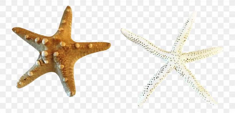 Star Background, PNG, 3538x1707px, Starfish, Body Jewellery, Earrings, Jewellery, Star Download Free