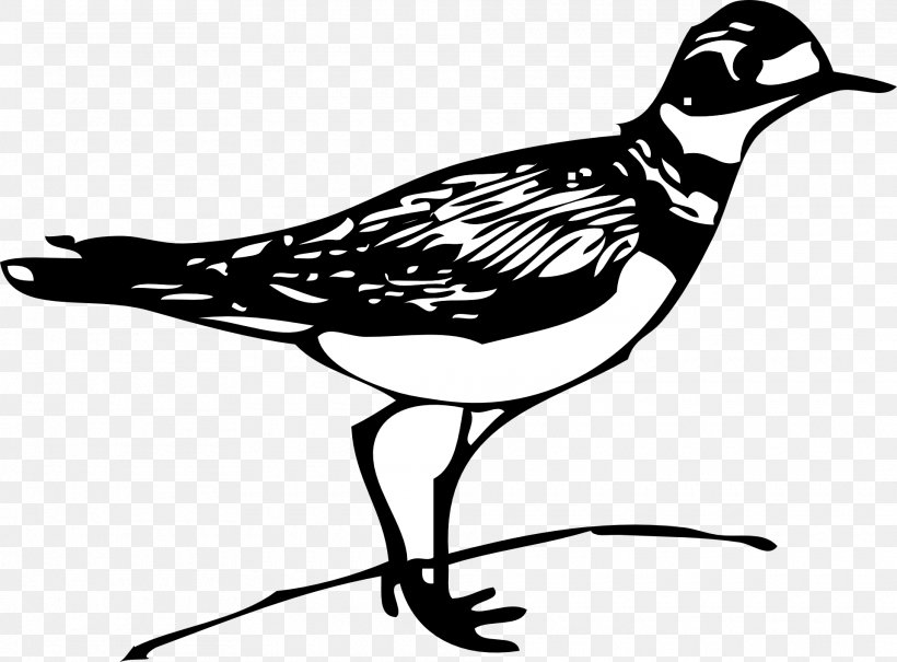 Bird Nest Gulls Finch Clip Art, PNG, 1920x1417px, Bird, Artwork, Beak, Bird Nest, Black And White Download Free