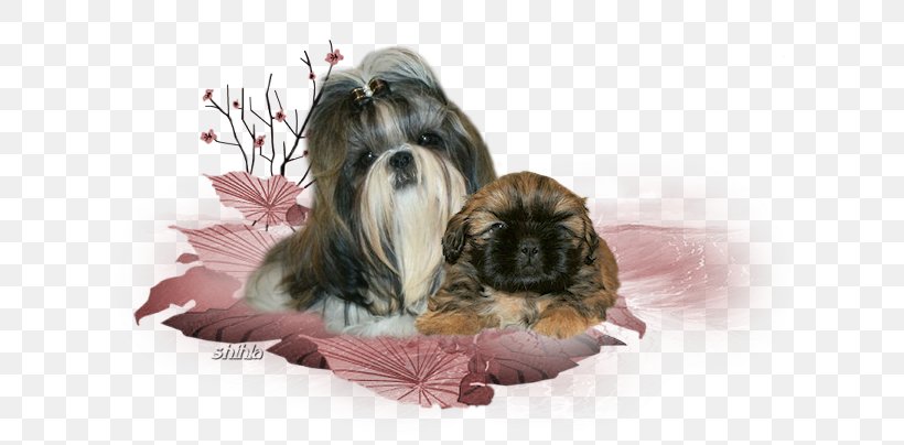 Dog Breed Shih Tzu Lhasa Apso Havanese Dog Tibetan Spaniel, PNG, 662x404px, Dog Breed, Breed, Carnivoran, Companion Dog, Dog Download Free