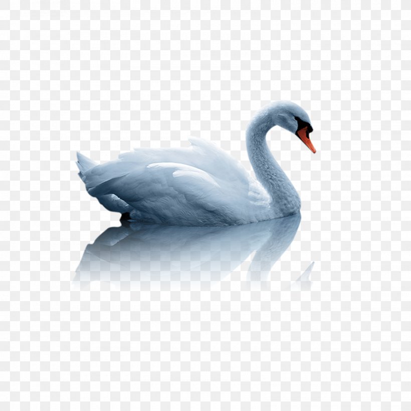 Duck Mute Swan Clip Art Vector Graphics, PNG, 1600x1600px, Duck, Beak, Bird, Black Swan, Cygnini Download Free