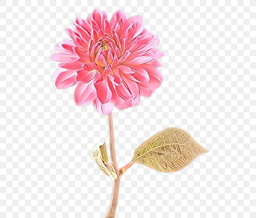 Flower Pink Cut Flowers Plant Petal, PNG, 523x699px, Flower, Cut Flowers, Gerbera, Petal, Pink Download Free