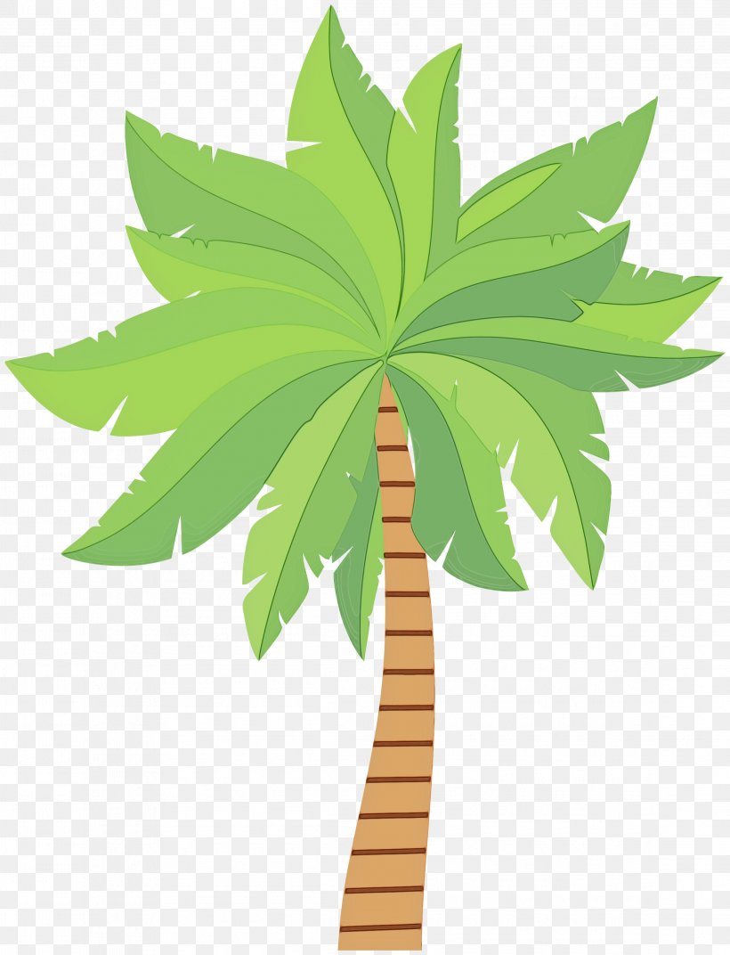 Palm Trees Illustration Plant Stem Hemp Graphics, PNG, 2294x3000px, Palm Trees, Arecales, Botany, Coconut, Flower Download Free