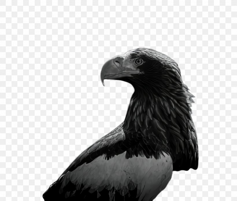 Sea Bird, PNG, 2172x1840px, Bald Eagle, Accipitridae, Actor, Beak, Bird Download Free