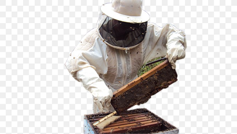 Beekeeper Itatiba Beekeeping Apitherapy Beehive, PNG, 609x464px, Beekeeper, Apitherapy, Area, Beehive, Beekeeping Download Free