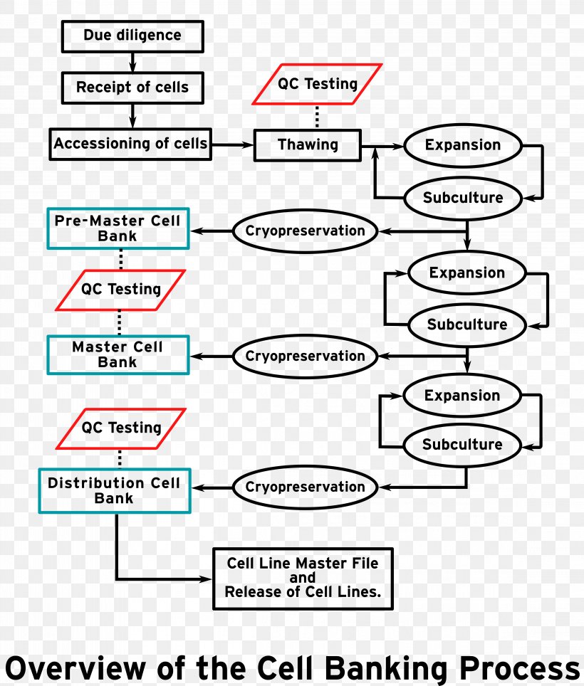 Cell Bank Cryopreservation Stem Cell Immortalised Cell Line, PNG, 4597x5405px, Cell Bank, Area, Atcc, Bank, Brand Download Free