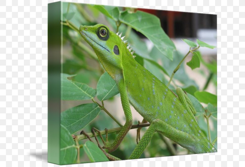Chameleons Frog Green Anole, PNG, 650x560px, Chameleons, American Chameleon, Amphibian, Dactyloidae, Frog Download Free