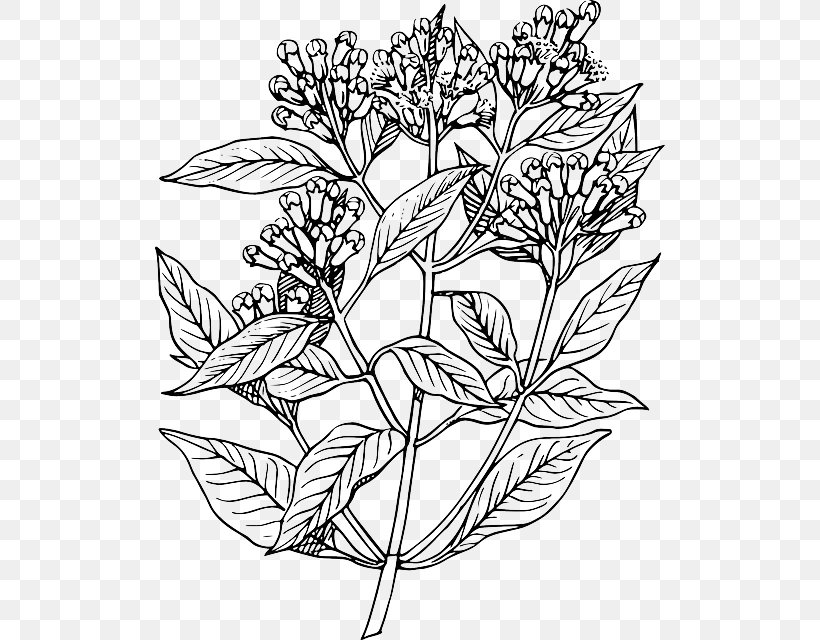 Clove Plant Drawing Tree, PNG, 510x640px, Clove, Allspice, Anise, Black And White, Branch Download Free