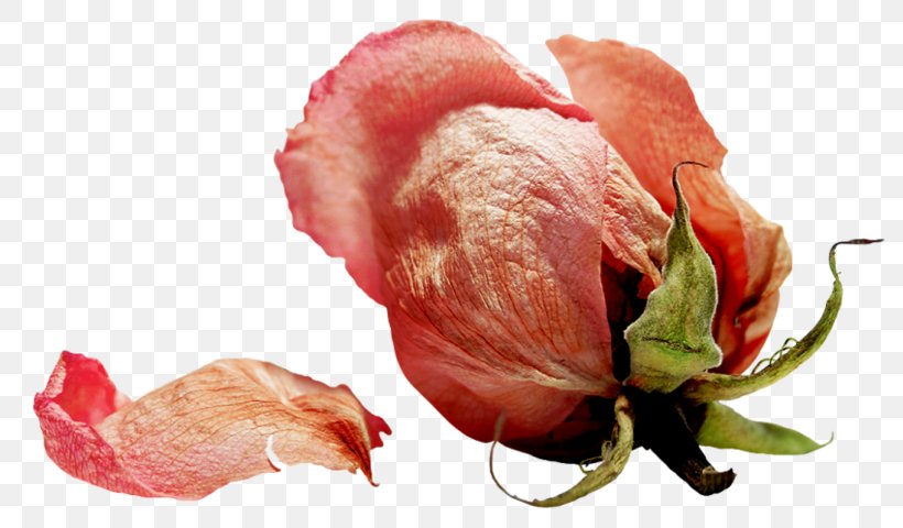 Flower Garden Roses Clip Art, PNG, 800x480px, Flower, Chicken, Closeup, Curtain, Flowering Plant Download Free
