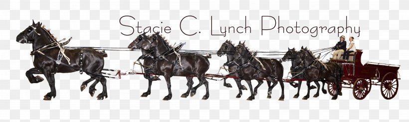 Mule Horse Harnesses Bridle Rein Photography, PNG, 4210x1259px, 2019 Ford Mustang, Mule, Bridle, Carriage, Chariot Download Free