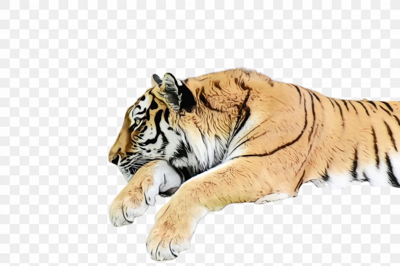 Tiger Wildlife Bengal Tiger Siberian Tiger Terrestrial Animal, PNG, 2448x1632px, Watercolor, Bengal Tiger, Big Cats, Paint, Siberian Tiger Download Free