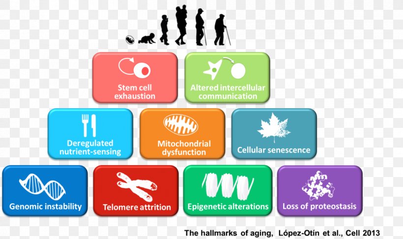 Ageing Cellular Senescence Old Age Health, PNG, 1200x712px, Ageing, Aging Cell, Area, Brand, Cancer Download Free